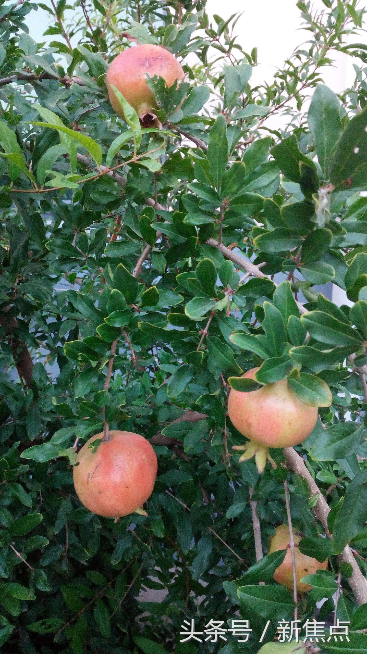 十大急性炎症2025年排行榜前十名榜单出炉