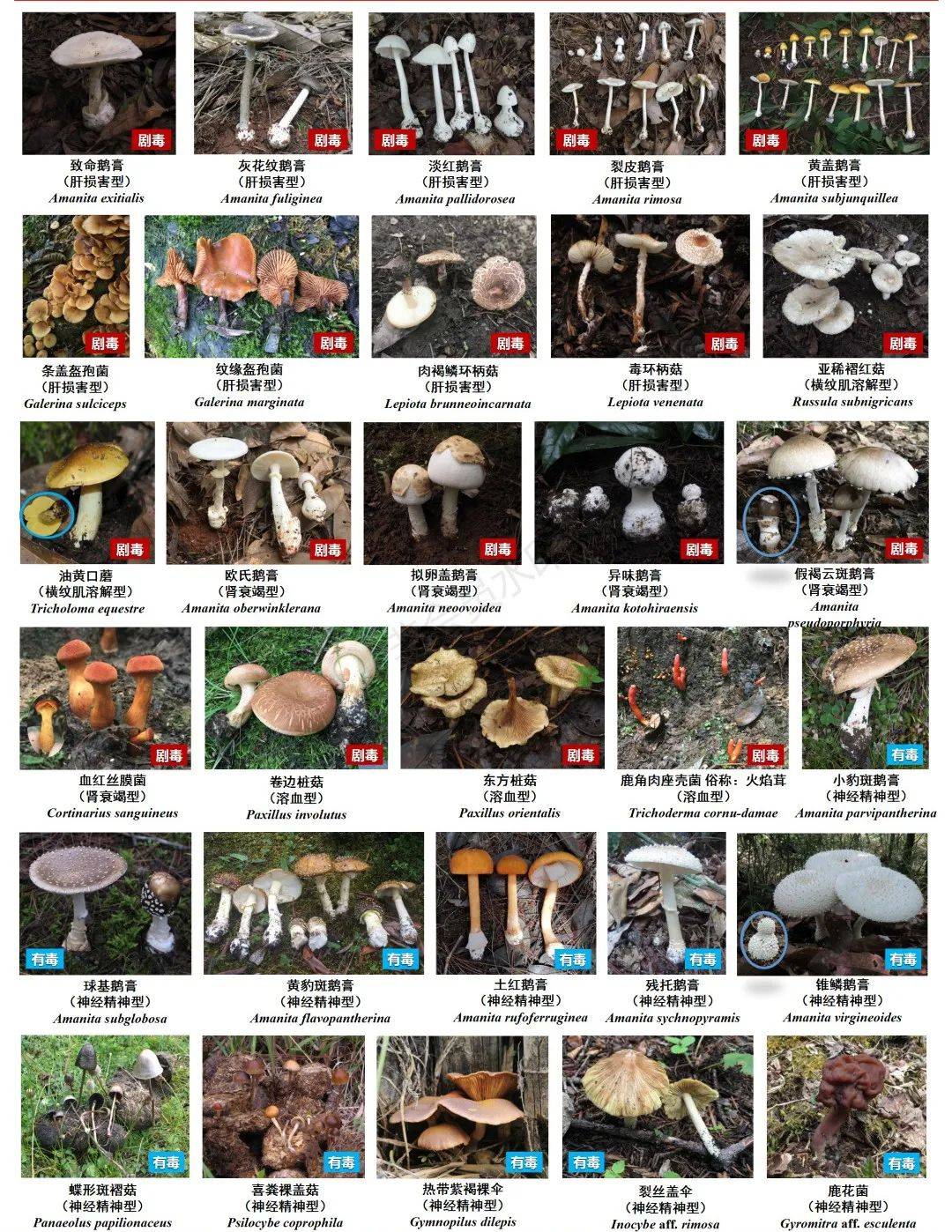 世界十大最贵蘑菇2025年排行榜前十名榜单出炉