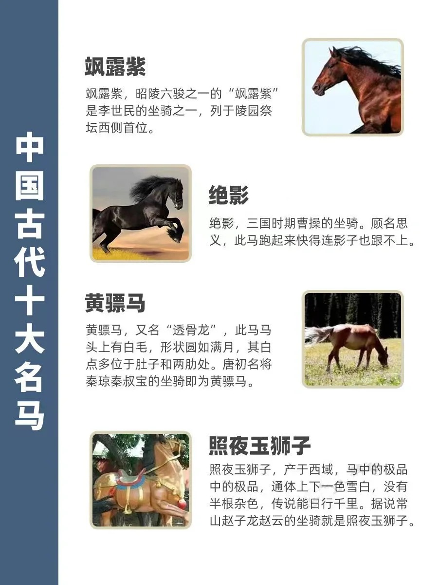 马的十大品种2025年排行榜前十名榜单出炉 马的十大品种2025年排行榜前十名榜单出炉