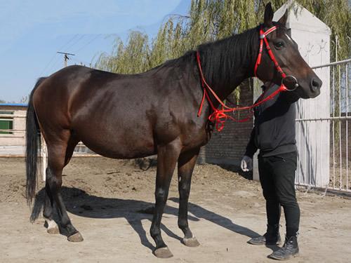 马的十大品种2025年排行榜前十名榜单出炉 马的十大品种2025年排行榜前十名榜单出炉