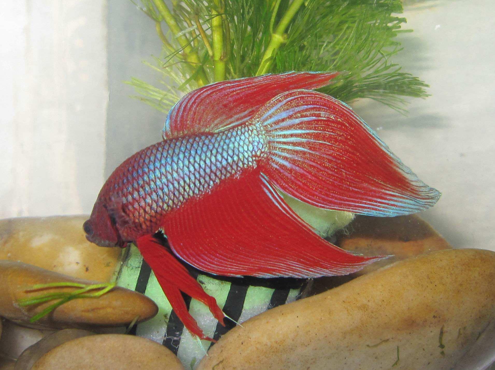 中国十大花鸟市场2025年排行榜前十名榜单出炉