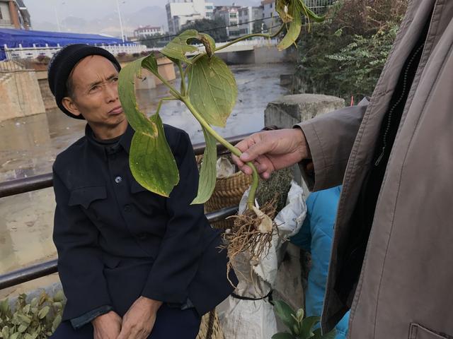 中国十大花鸟市场2025年排行榜前十名榜单出炉