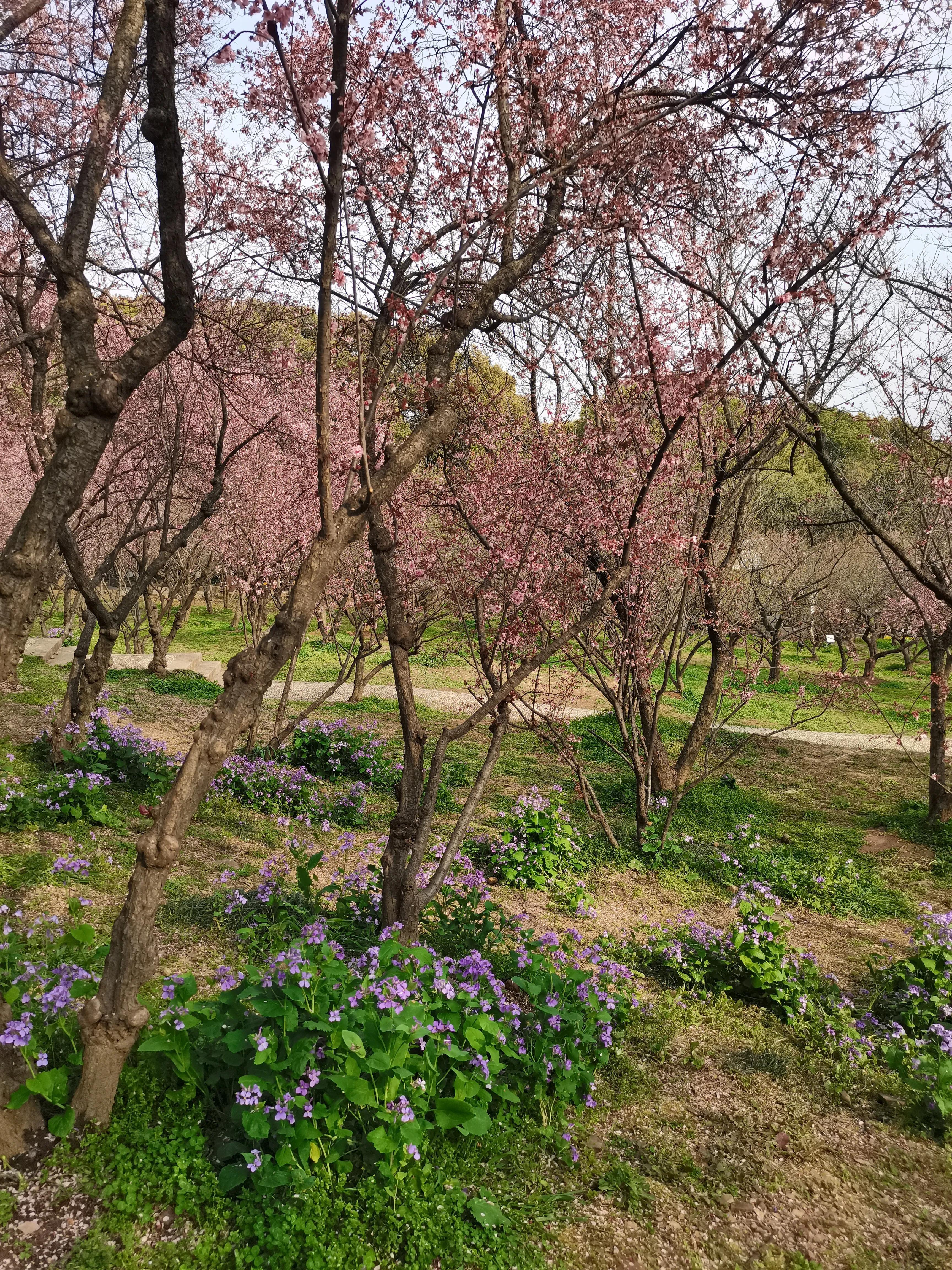 无锡十大赏花胜地2025年排行榜前十名榜单出炉