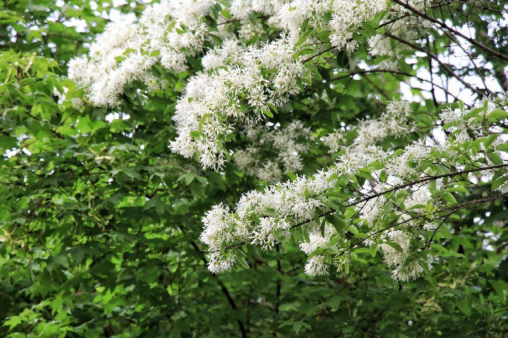 中国十大古流苏树2025年排行榜前十名榜单出炉