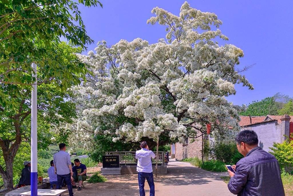 中国十大古流苏树2025年排行榜前十名榜单出炉 中国十大古流苏树2025年排行榜前十名榜单出炉