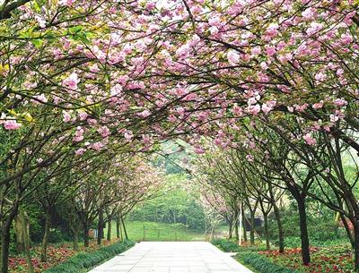 重庆十大适合春季旅游的地方2026年排行榜前十名榜单出炉