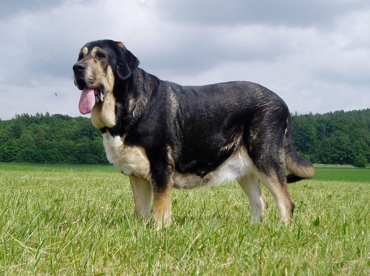 世界大型犬IOP102026年排行榜前十名榜单出炉