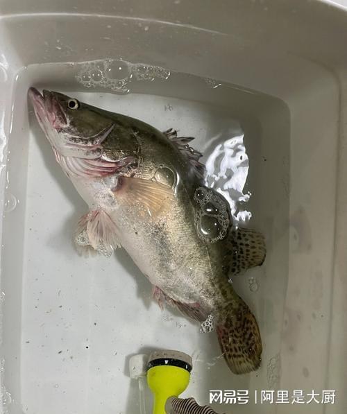 中国十大最好吃的淡水鱼2025年排行榜前十名榜单出炉