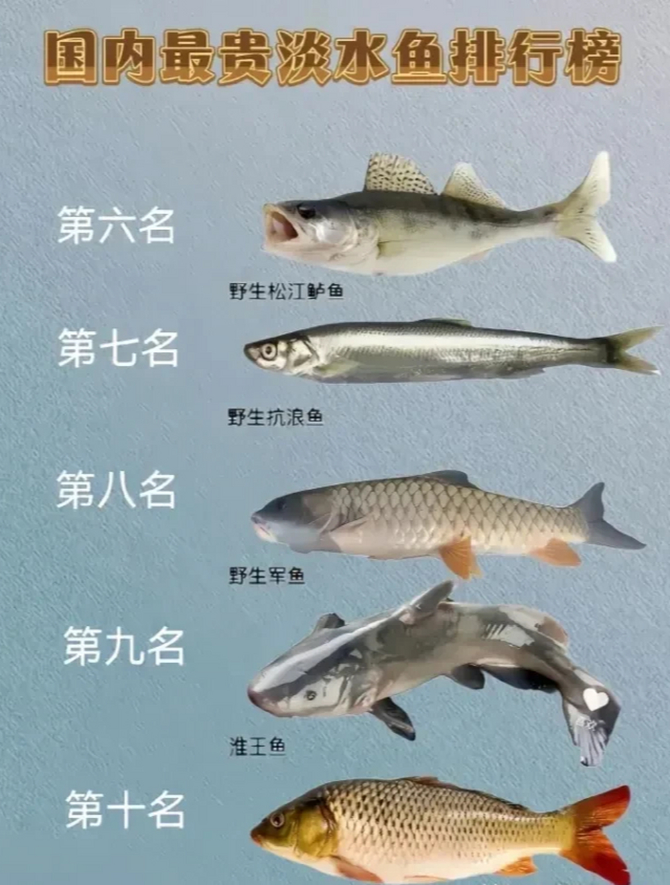 中国十大最好吃的淡水鱼2025年排行榜前十名榜单出炉