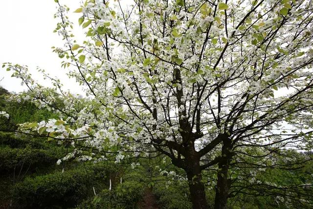 峨眉山最著名十大寺庙2025年排行榜前十名榜单出炉