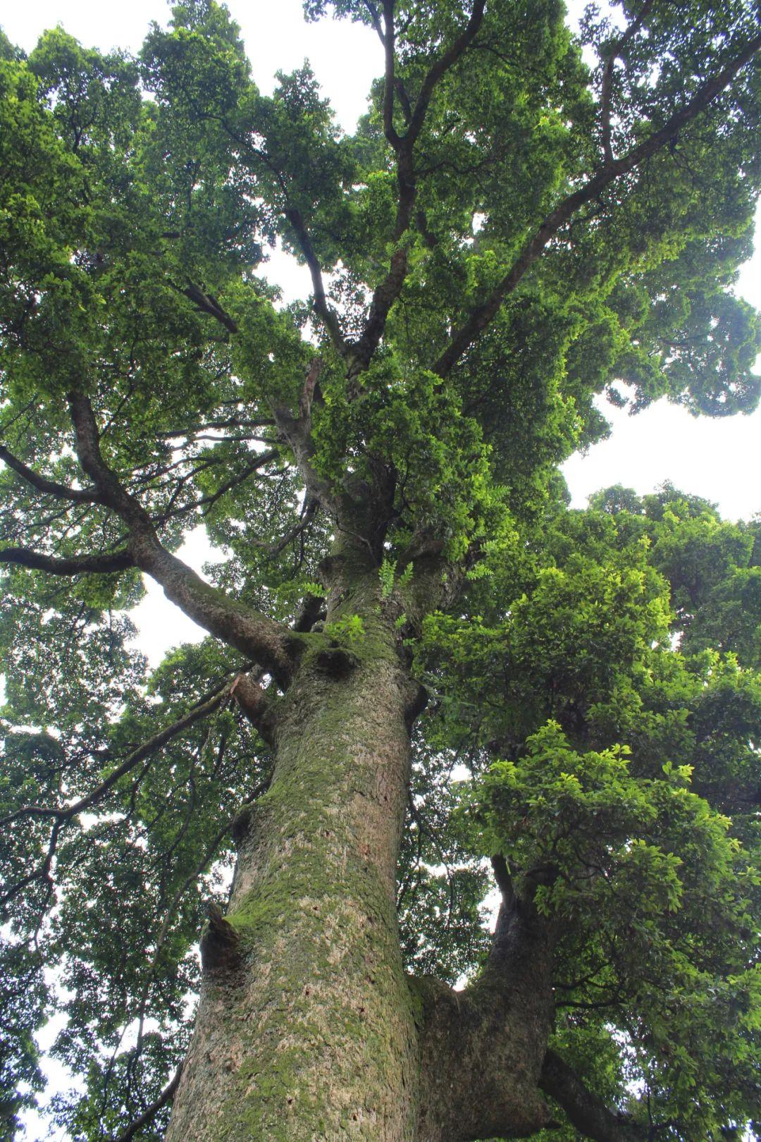 峨眉山最著名十大寺庙2025年排行榜前十名榜单出炉 峨眉山最著名十大寺庙2025年排行榜前十名榜单出炉
