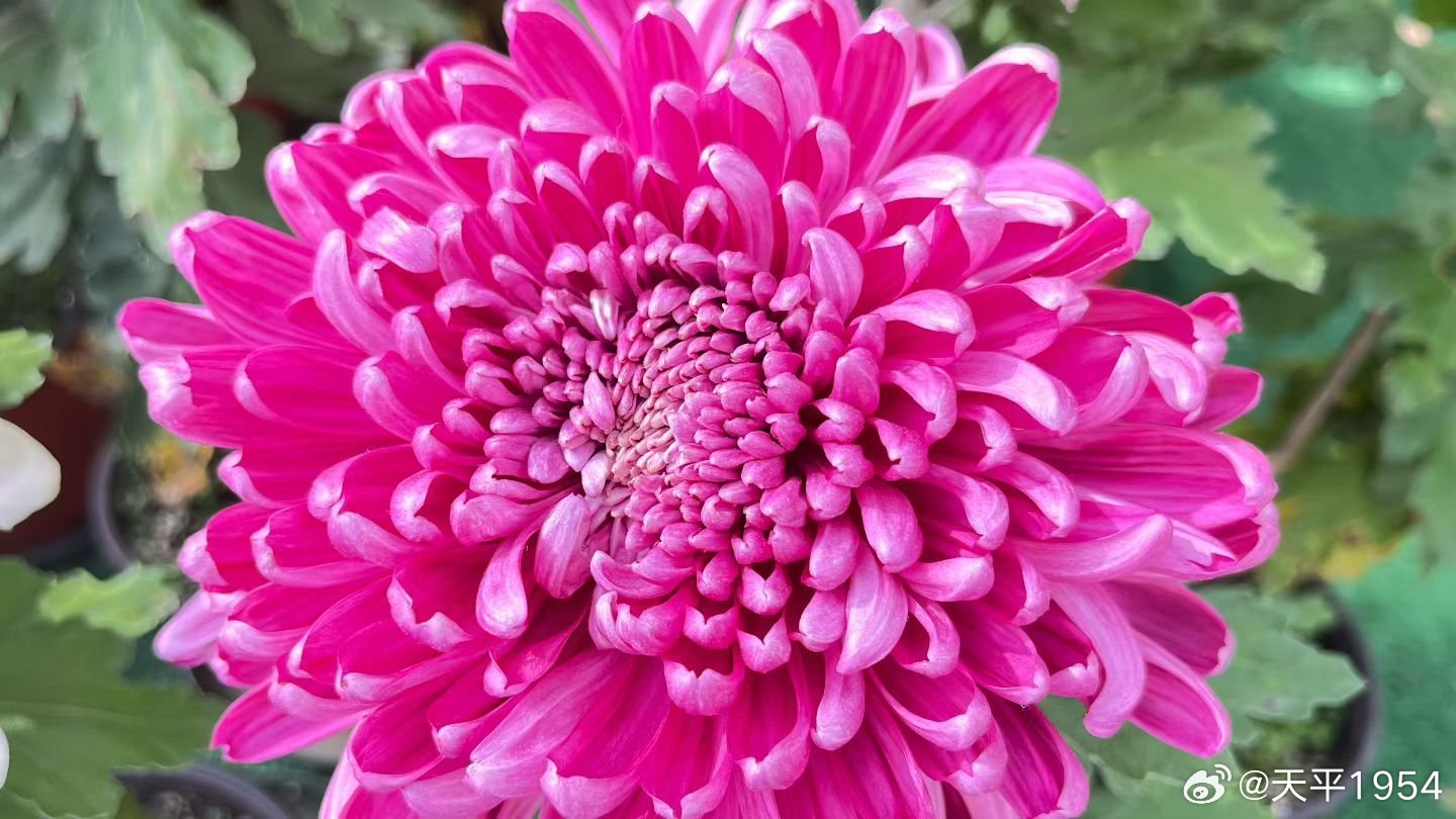 十大菊花产地2025年排行榜前十名榜单出炉 十大菊花产地2025年排行榜前十名榜单出炉