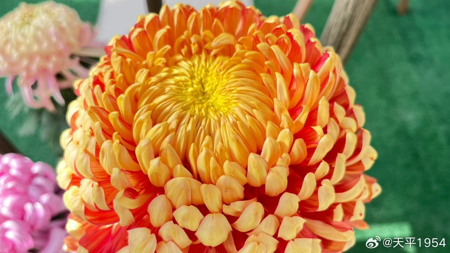 十大菊花产地2025年排行榜前十名榜单出炉 十大菊花产地2025年排行榜前十名榜单出炉