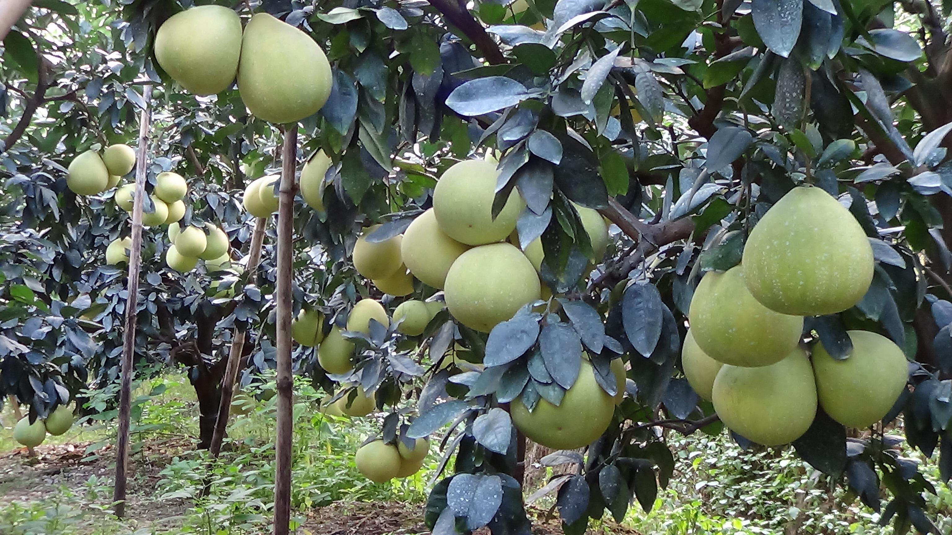 四川十大柚子2025年排行榜前十名榜单出炉 四川十大柚子2025年排行榜前十名榜单出炉