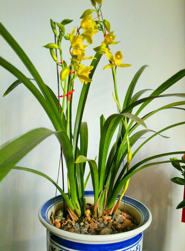 兰花十大品种2025年排行榜前十名榜单出炉