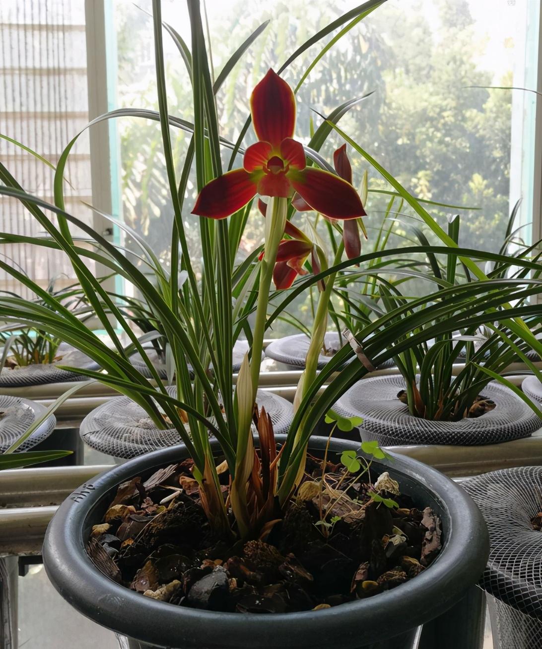 兰花十大品种2025年排行榜前十名榜单出炉 兰花十大品种2025年排行榜前十名榜单出炉