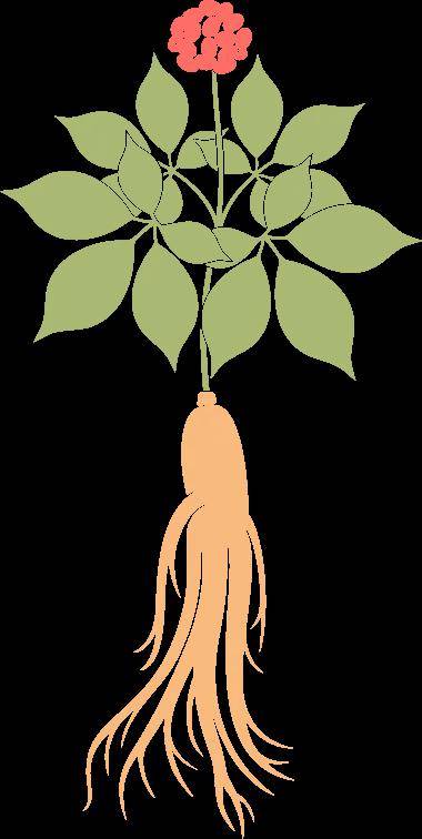 中国十大紧缺植物药材2026年最新热度口碑双榜对比