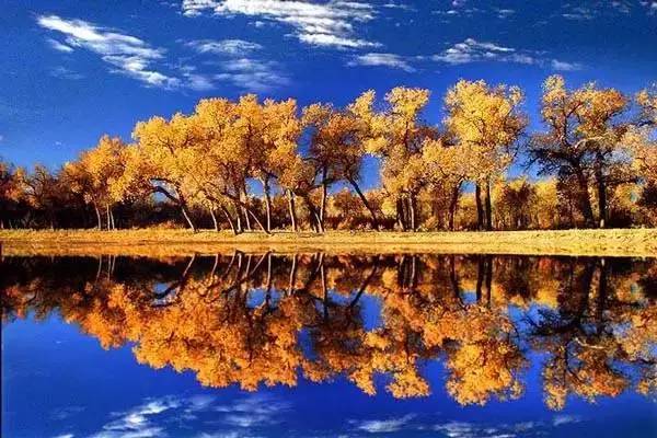 中国十大最美胡杨林2026年最新热度口碑双榜对比