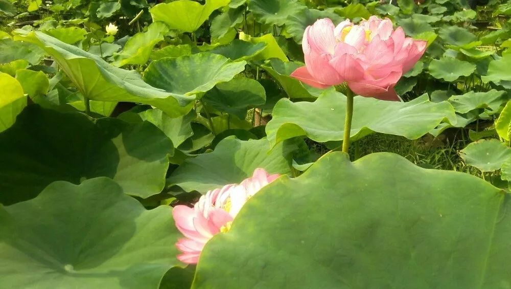 十大最美的荷花品种2026年最新热度口碑双榜对比