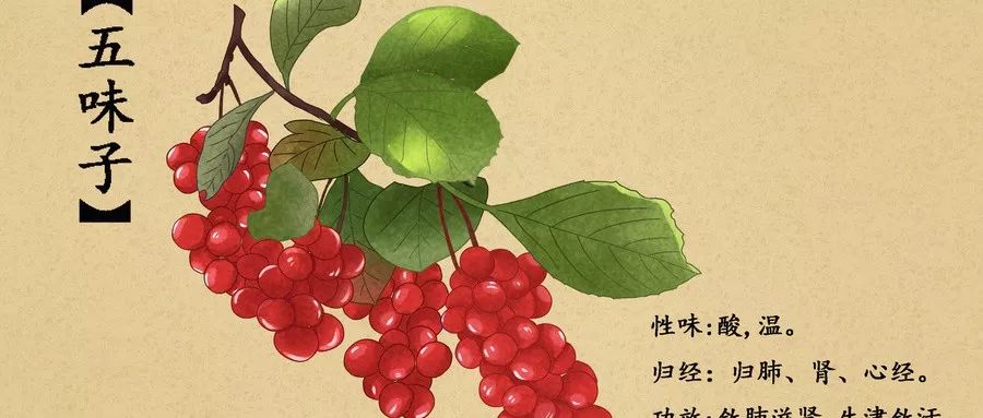 十大五味子产地2026年最新热度口碑双榜对比 十大五味子产地2026年最新热度口碑双榜对比