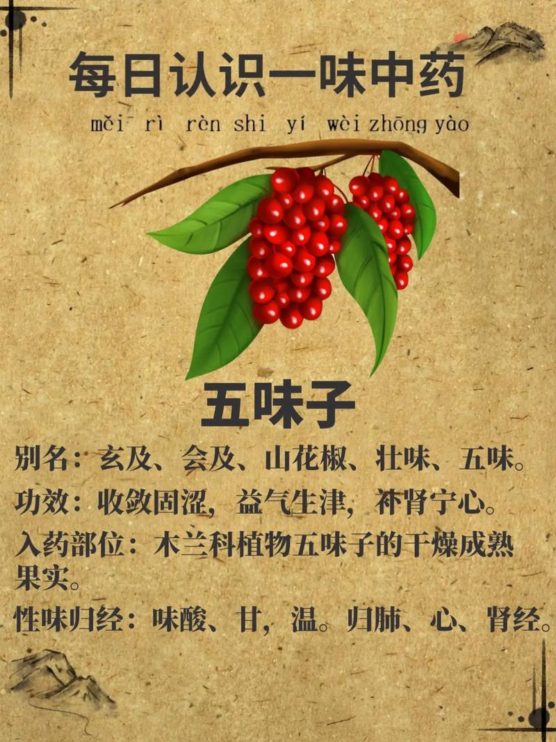 十大五味子产地2026年最新热度口碑双榜对比