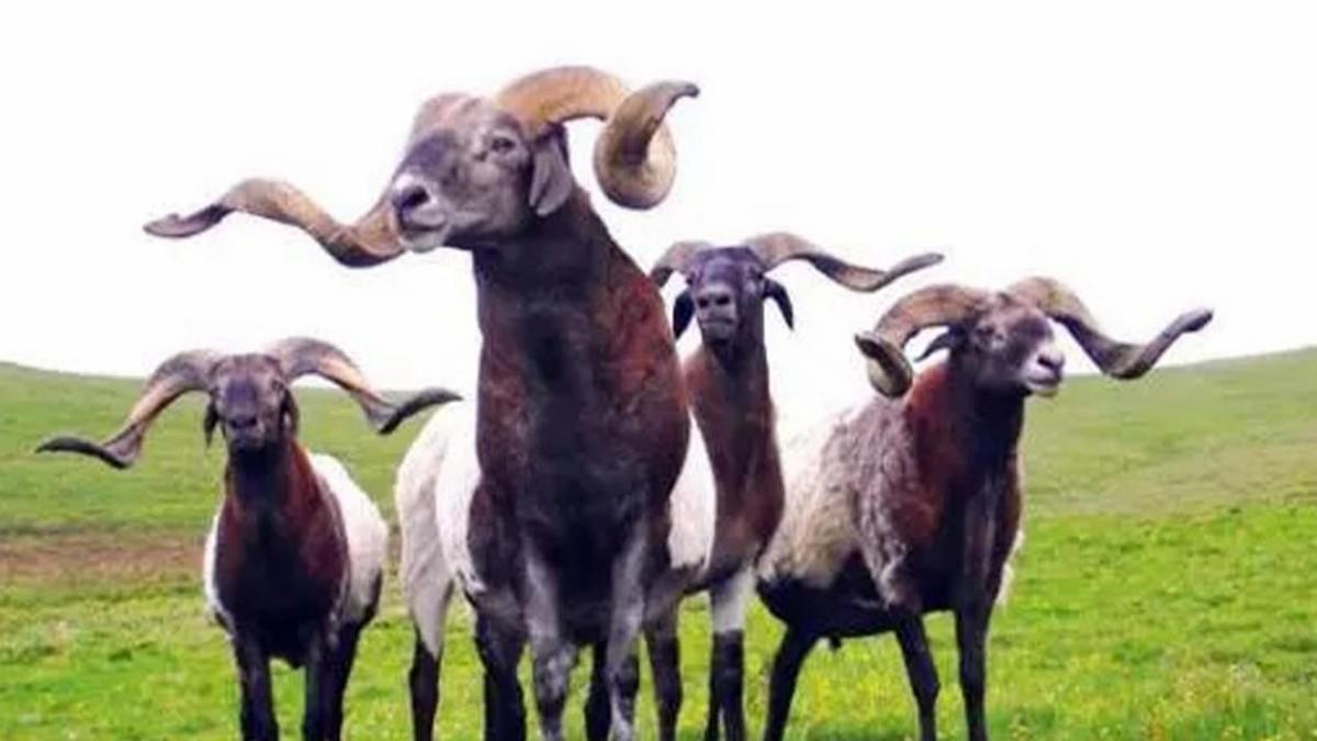 国外十大人性电影2026年最新热度口碑双榜对比 国外十大人性电影2026年最新热度口碑双榜对比