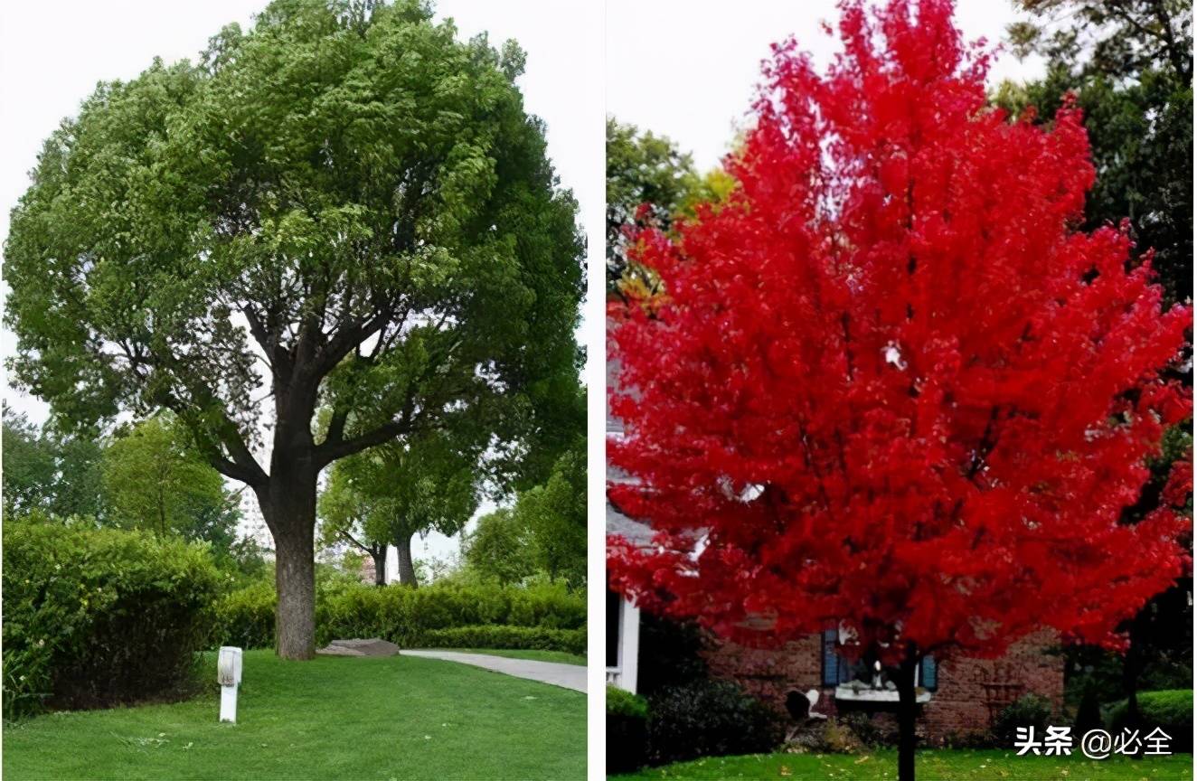 十大最美观的绿化树2026年本年度热度口碑双榜对比 十大最美观的绿化树2026年本年度热度口碑双榜对比