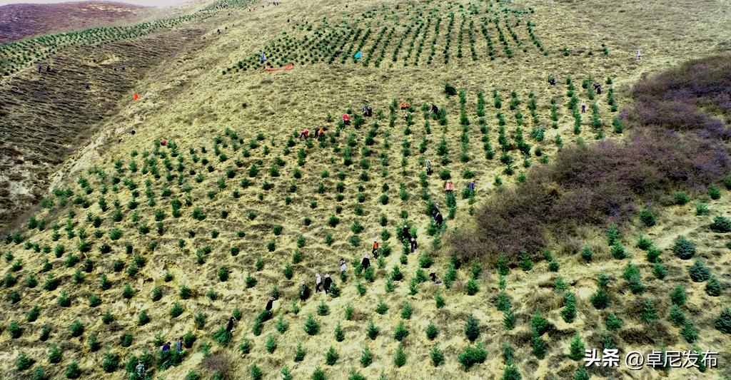 十大最美观的绿化树2026年本年度热度口碑双榜对比 十大最美观的绿化树2026年本年度热度口碑双榜对比