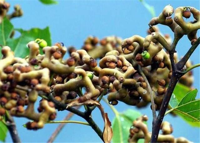 十种利于解酒的水果2026年本年度热度口碑双榜对比 十种利于解酒的水果2026年本年度热度口碑双榜对比