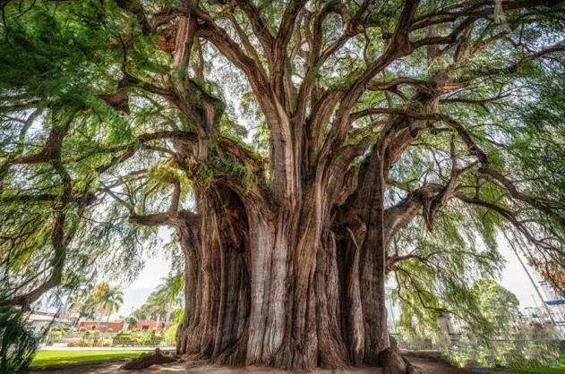 世界十大最美的树2026年本年度热度口碑双榜对比