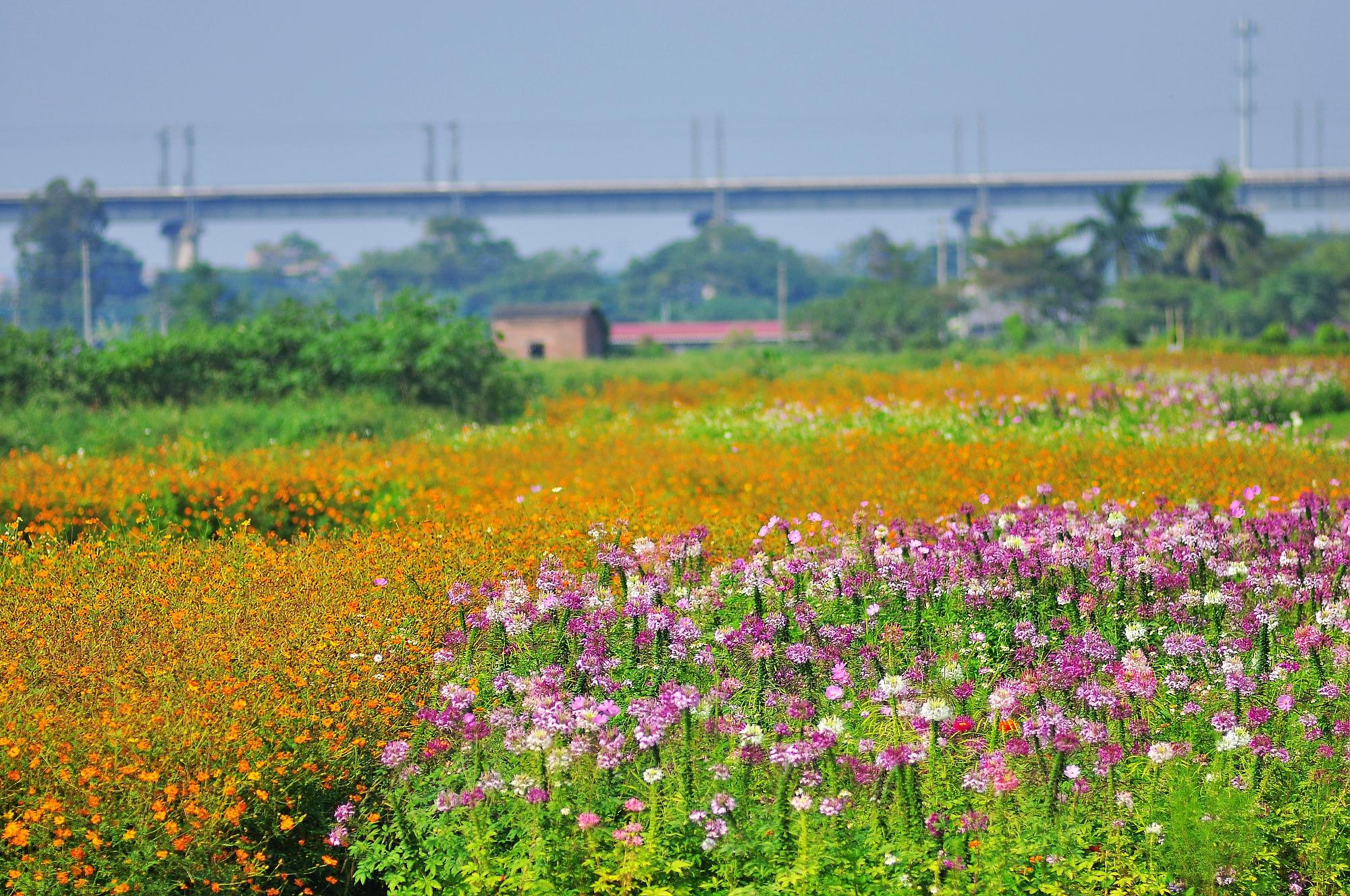 佛山十大赏花胜地2026年本年度热度口碑双榜对比 佛山十大赏花胜地2026年本年度热度口碑双榜对比