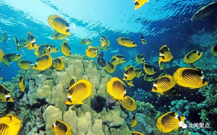 十大最漂亮的章鱼2026年本年度热度口碑双榜对比 十大最漂亮的章鱼2026年本年度热度口碑双榜对比