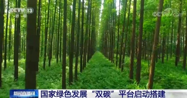中国十大水杉林2026年本年度热度口碑双榜对比