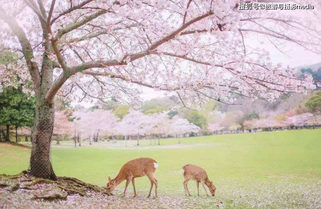 宁波十大赏花胜地2026年本年度热度口碑双榜对比
