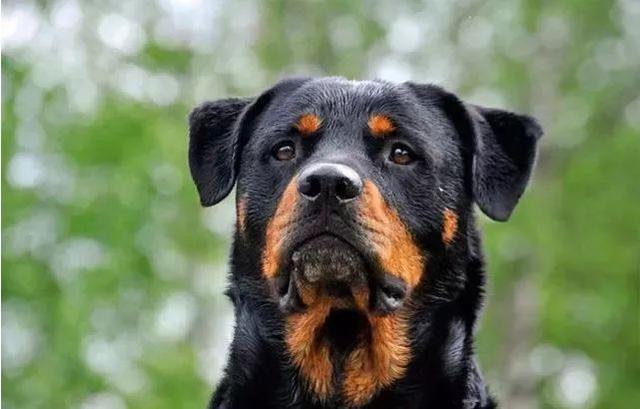 最著名的十大梗犬2026年本年度热度口碑双榜对比 最著名的十大梗犬2026年本年度热度口碑双榜对比