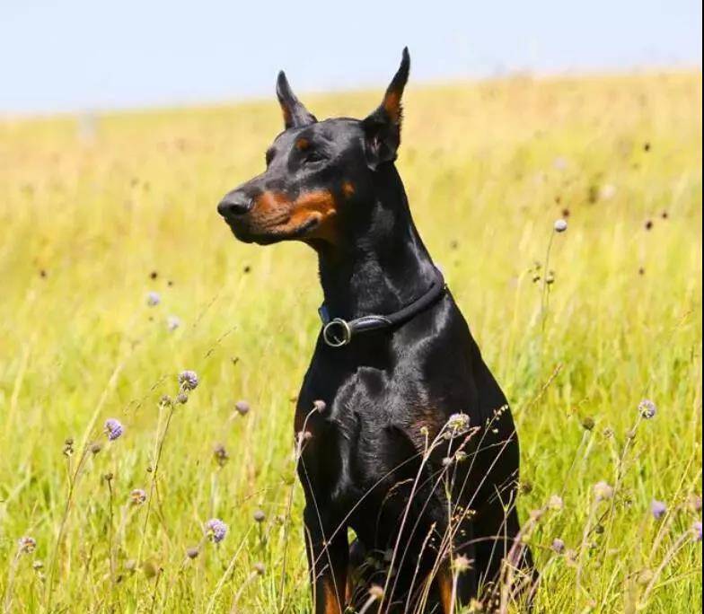 最著名的十大梗犬2026年本年度热度口碑双榜对比