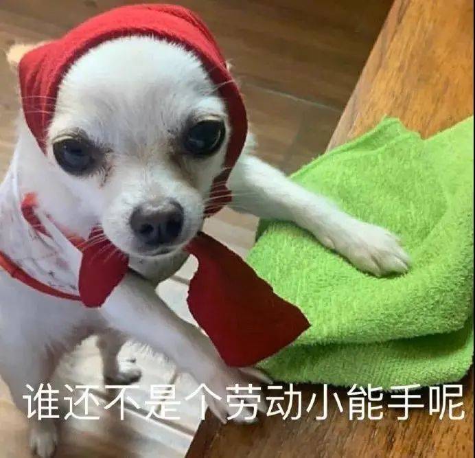 最著名的十大梗犬2026年本年度热度口碑双榜对比 最著名的十大梗犬2026年本年度热度口碑双榜对比