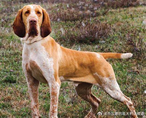 意大利十大本土特有犬种狗狗2026年本年度热度口碑双榜对比