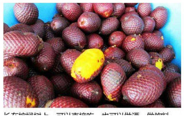 世界上最危险的水果2026年本年度热度口碑双榜对比