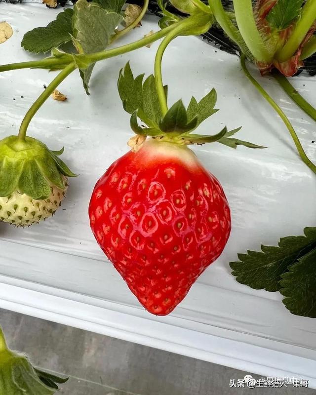 中国草莓十大品种2026年本年度热度口碑双榜对比 中国草莓十大品种2026年本年度热度口碑双榜对比