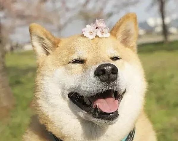 世界上最可爱的十大小型犬2026年本年度热度口碑双榜对比 世界上最可爱的十大小型犬2026年本年度热度口碑双榜对比