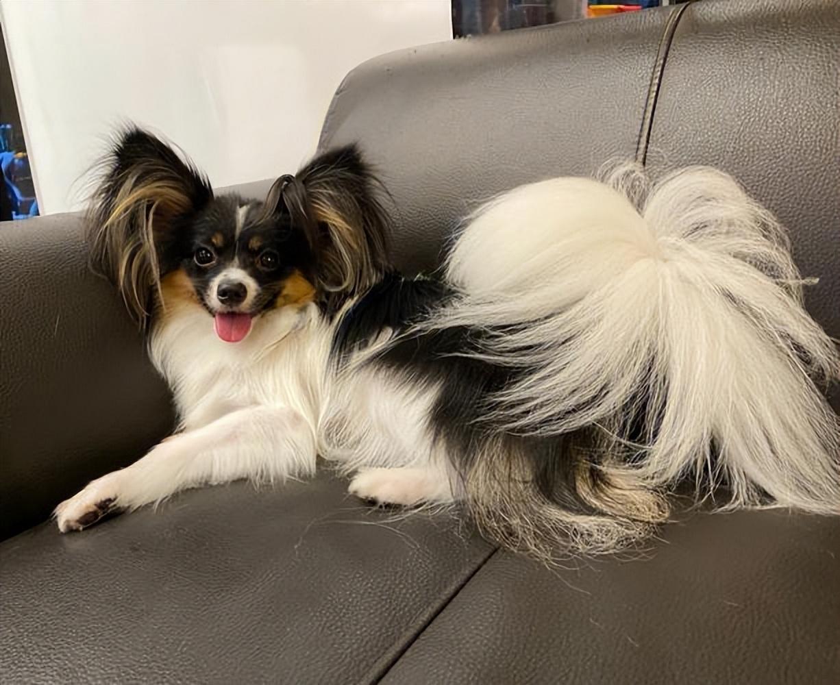 世界上体味最重的十种狗狗2026年本年度热度口碑双榜对比 世界上体味最重的十种狗狗2026年本年度热度口碑双榜对比