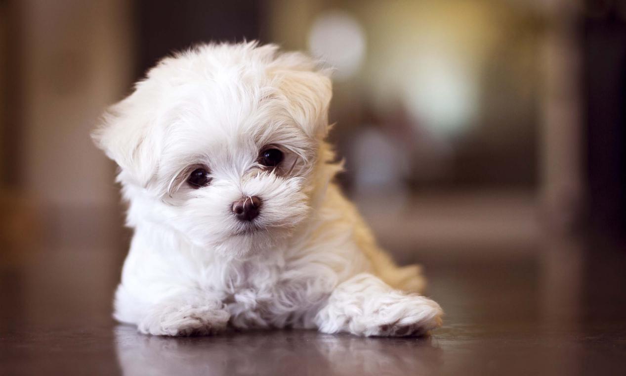 世界上体味最重的十种狗狗2026年本年度热度口碑双榜对比