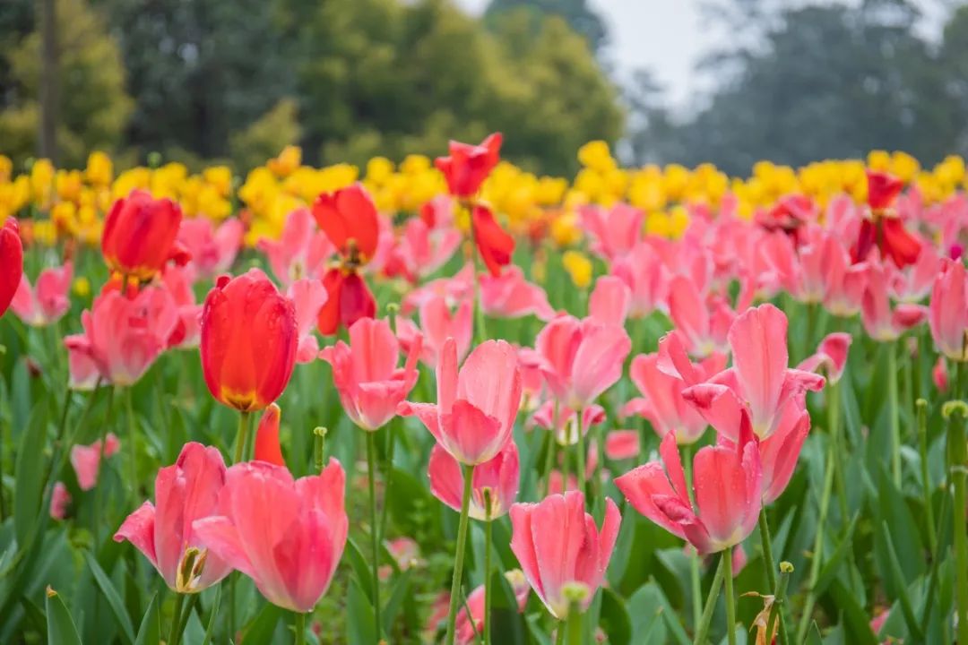 天津十大赏花胜地2026年本年度热度口碑双榜对比 天津十大赏花胜地2026年本年度热度口碑双榜对比