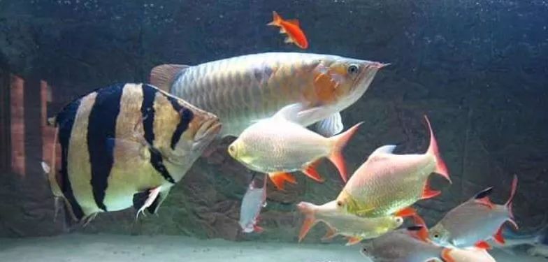 世界十大养不死的热带鱼2026年本年度热度口碑双榜对比