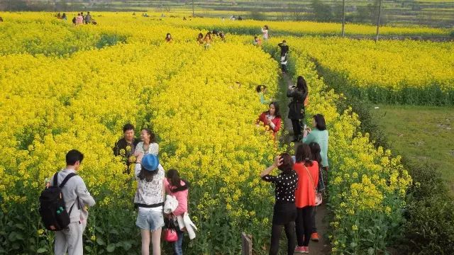 长沙十大赏油菜花好去处2026年本年度热度口碑双榜对比 长沙十大赏油菜花好去处2026年本年度热度口碑双榜对比