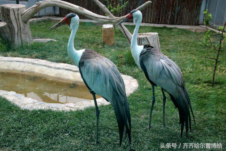 齐齐哈尔十大特产2026年本年度热度口碑双榜对比