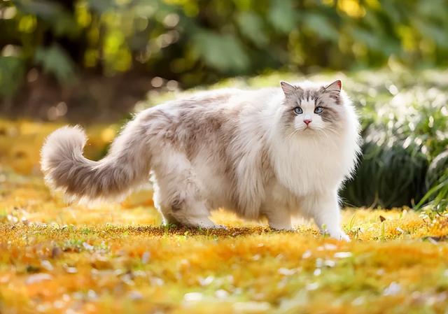 十大国产宠物猫盘点2026年本年度热度口碑双榜对比 十大国产宠物猫盘点2026年本年度热度口碑双榜对比