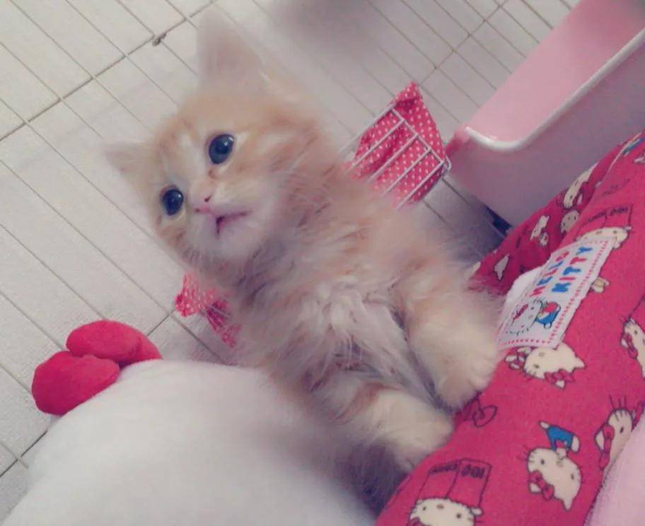 十大国产宠物猫盘点2026年本年度热度口碑双榜对比 十大国产宠物猫盘点2026年本年度热度口碑双榜对比