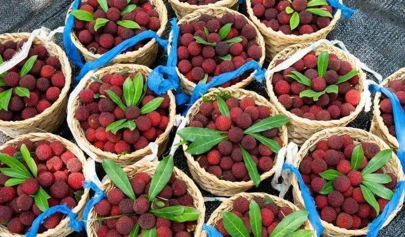 全国十大杨梅产地2026年本年度热度口碑双榜对比